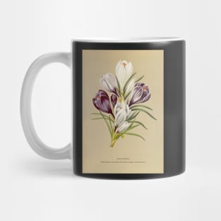 Crocus - botanical illustration Mug